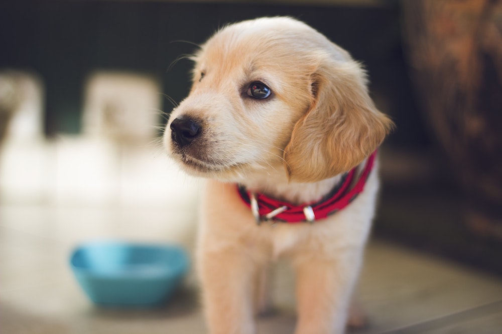 pet health insurance Eustis FL